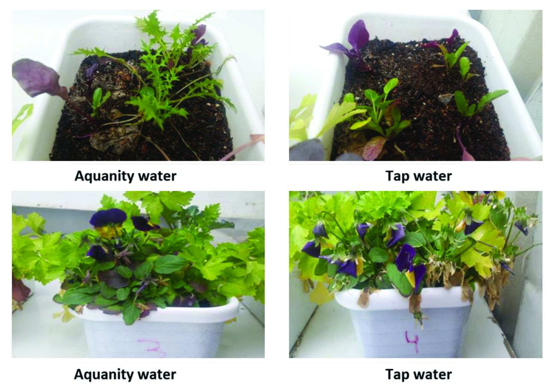 Aquanity Gardening