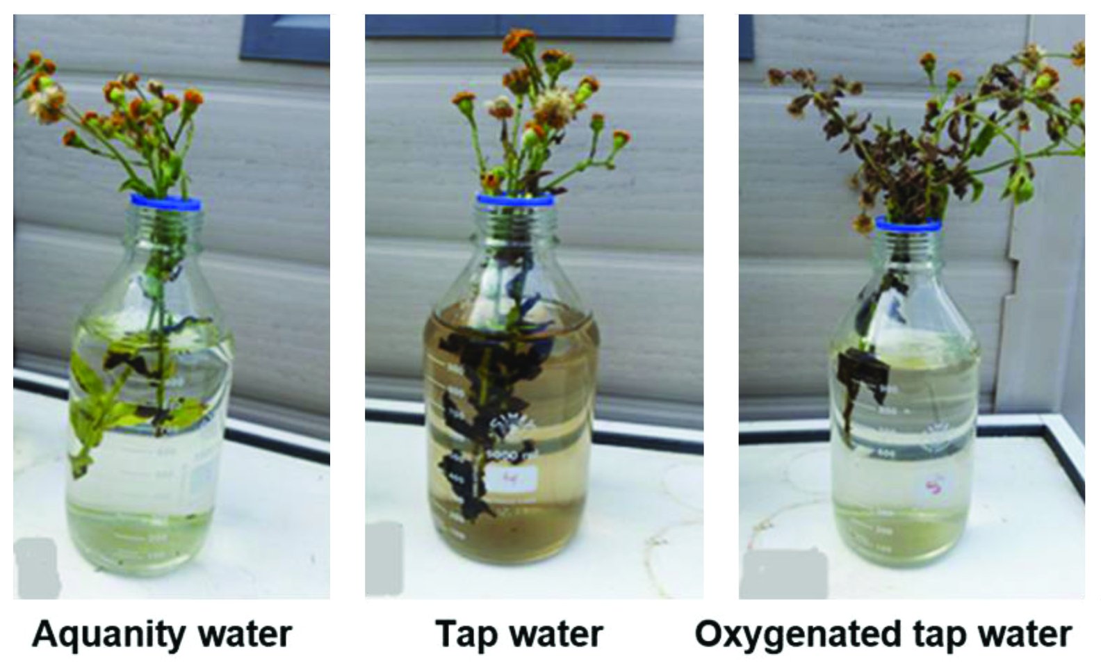 Aquanity Gardening